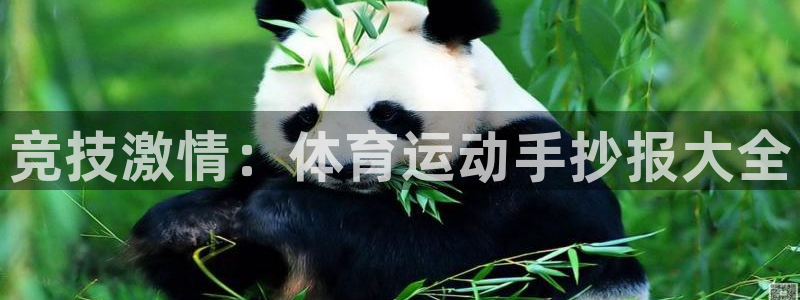 竞技激情：体育运动手抄报大全